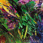 Whater flowers | Fiori d'acqua